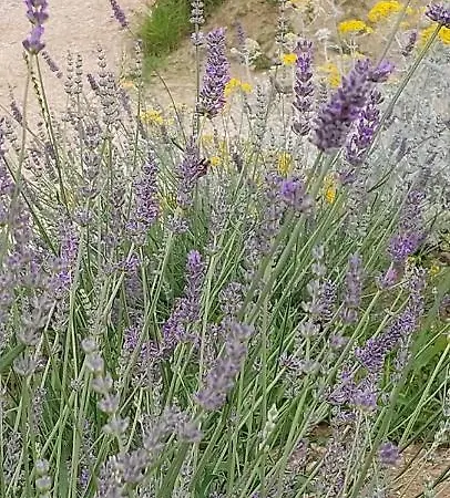 Panorama Glamping Vipavska Dolina * Dobravlje