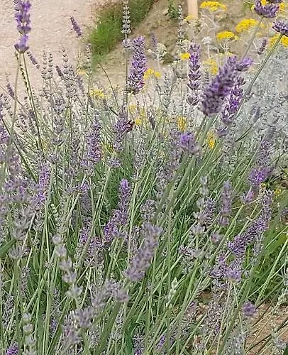 Panorama Glamping Vipavska Dolina * Dobravlje